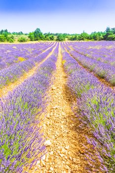 Lavender field in Provence