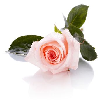 Beautiful rose. Pink rose. Rose on a white background. Pink flower.