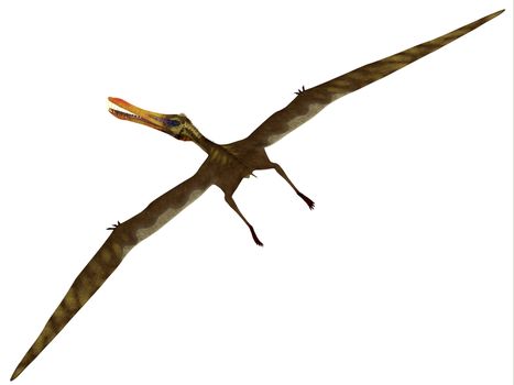 Anhanguera was a fish-eating pterosaur from the Cretaceous era of Brazil.