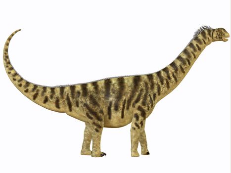 Camarasaurus was a sauropod dinosaur that lived in North America in the Jurassic Age.