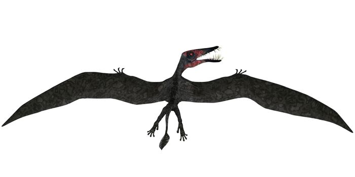 Dorygnathus was a pterosaur that lived in Europe, Germany in the Jurassic period.