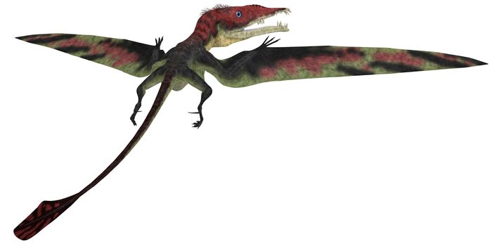 Eudimorphodon was a pterosaur that lived during the Triassic Period and was discovered in 1973.