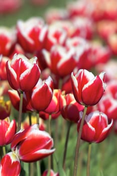 Red and White Color Tulips Flowers in Bloom at Tulip Farm in Spring Season Closeup