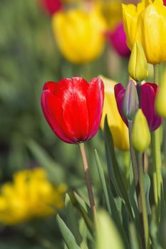 Red Tulip Flower in Focus with Blurred Background of Colorful Tulips in Field Blooming During Spring Season Closeup