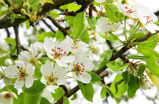 Apple blossoms in spring can use as background
