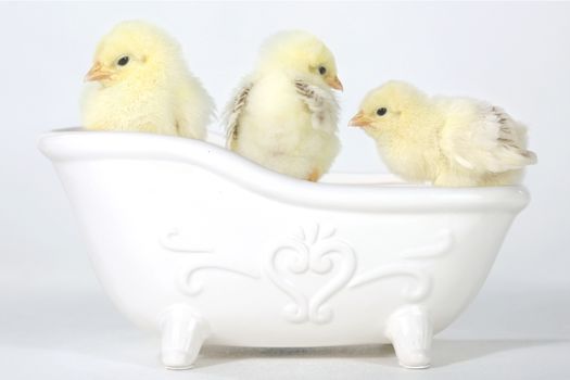 Cute Baby Chicks in a Bathtub