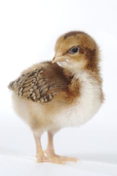 Cute Baby Chick Chicken on White Background