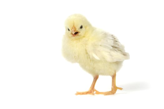 Cute Baby Chick Chicken on White Background