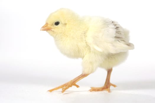 Cute Baby Chick Chicken on White Background