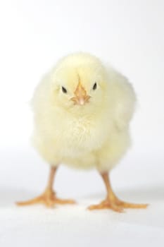 Cute Baby Chick Chicken on White Background