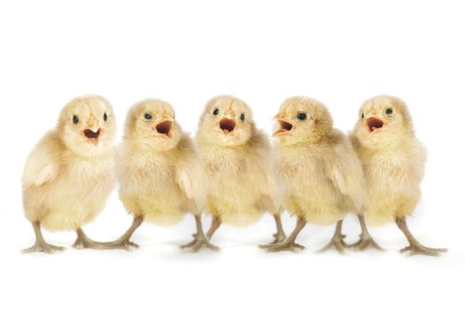 Singing Yellow Baby Chicks Lined Up