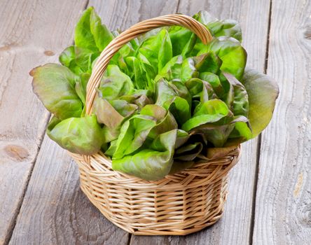 Fresh Crunchy Green and Red Butterhead Lettuce in Wicker Basket isolated on Rustic Wooden background