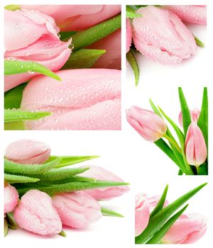 Collection of Spring Pink Tulips with Water Drops closeup on white background