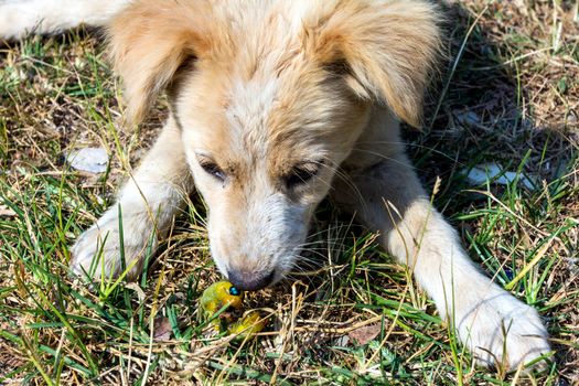 A dog kissing with a worm