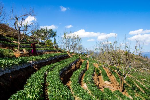 strawberry field at Chiangmai : Thailand