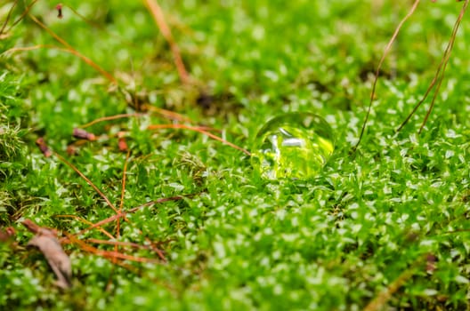 Moss and water drops in the nature concept