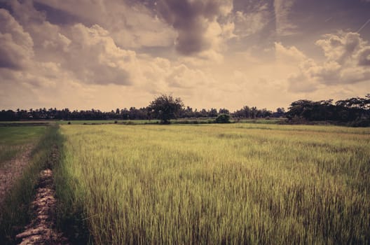 Green grass rice and sky