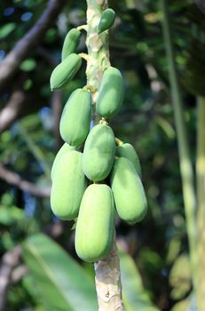 green fruit