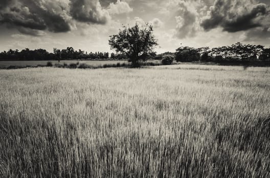 Green grass rice and sky