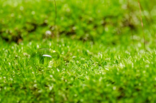 Moss and water drops in the nature concept