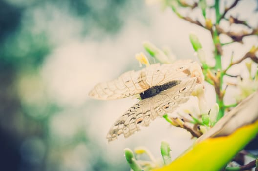 Little butterfly in the nature or in the garden