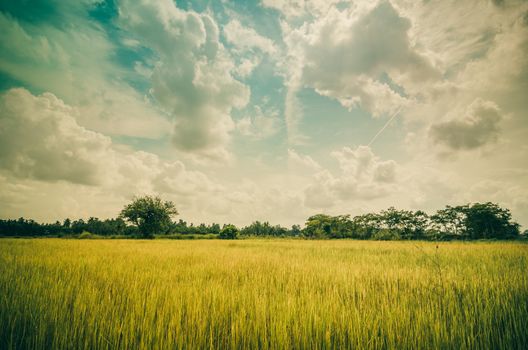 Green grass rice and sky