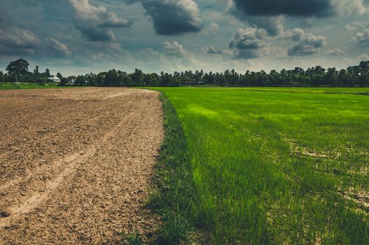 Ploughed field in the rice field in countryside view Thailand