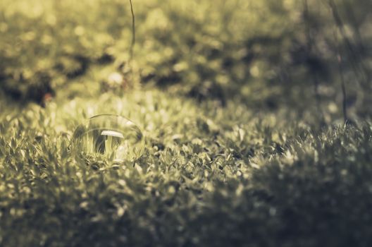 Moss and water drops in the nature concept