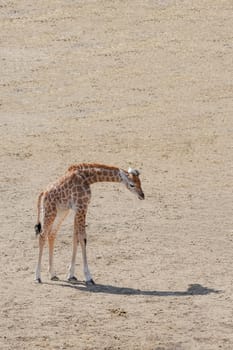 baby giraffe with only his shadow for company
