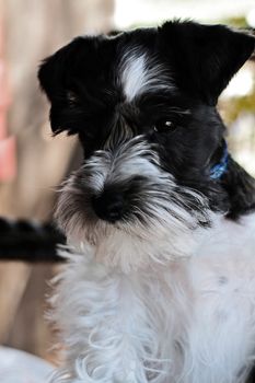 Parti-colored Mini Schnauzer. Extreme shallow depth of field with selective focus on puppies face.
