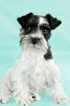 Twelve week old parti-colored Mini Schnauzer against a blue background. Extreme shallow depth of field with selective focus on puppies eyes.
