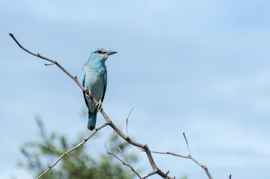 blue european roller in kruger national park south africa