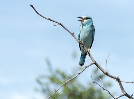 blue european roller in kruger national park south africa