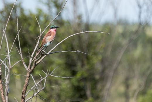 lilac roller bird in africa kruger national park