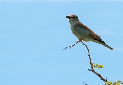 lilac roller bird in africa kruger national park