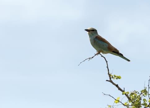 lilac roller bird in africa kruger national park