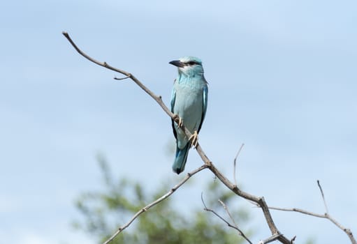 blue european roller in kruger national park south africa