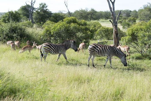 zebras and impala in the kruger national reserve  in south africa