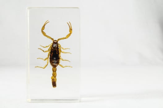 Pickled Golden Scorpion preserved in Formaldehyde on a White Background