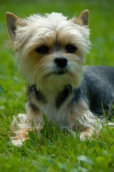 Sweet little brown-black dog lying on the grass