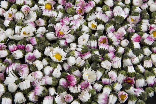 Background: sleeping closed daisies - bellis perennis