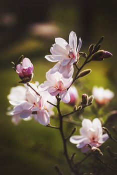 opening magnolia flower in the park at springtime on the dark background with a shallow DOF