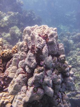 mountain of hard coral in the pacific