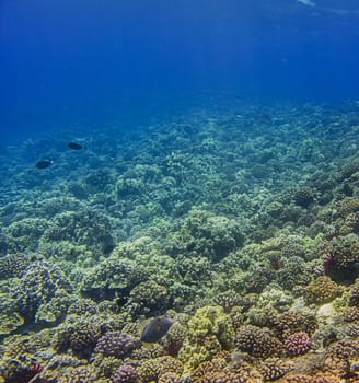 Hard coral reef in the hawaiian shore, home to many species of fish