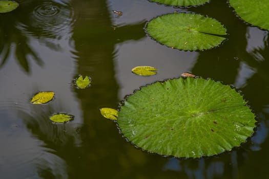 close up of some lily pad leave in a hawaiian pond