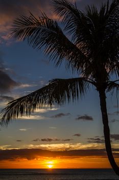 Sun setting behind a palm trees