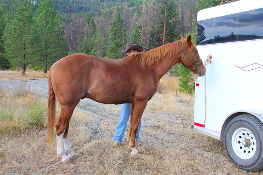 Young cowboy grooming his horse at the trailor 