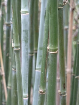 Fresh new green bamboo stalks with old brown ones