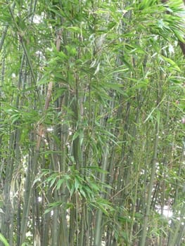 Bright green bamboo leaves and stalks as a background