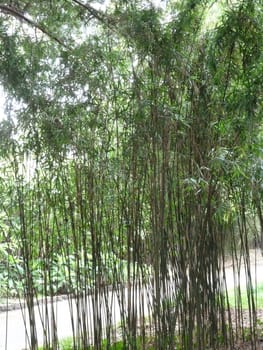 Clump of black and green bamboo in a country park